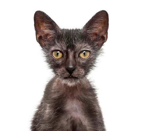 Wolfcat breed, Wolf cat, Werewolf cat: Wolfcat breed: Background and history. Lykoi is a Greek word that translates as “wolf cat.” This is an apt term for the …